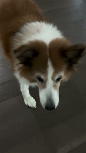 Cute Corgie and Sheltie Mix