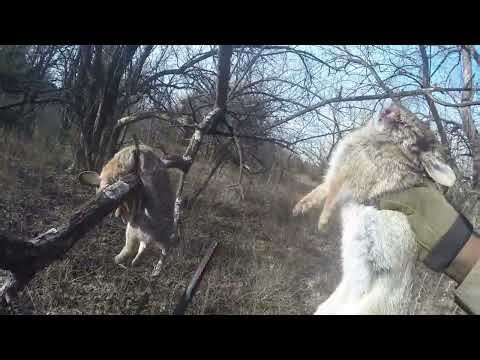 Beagle Powered Rabbit Hunt in the Kansas Brush 7 Feb 2026