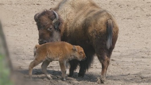 Bronx Zoo | Important bison calf update! Our first bison calf of the season, born on Earth Day, April 22, is doing great! Currently weighing around 60... | Instagram