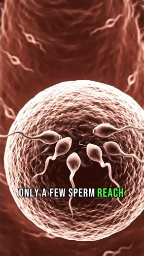 Fertilization Process Inside the Human Body | Medical 3D Visualization | #science #scienceshorts