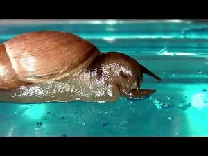 Rosy WolfSnail Eating Slug