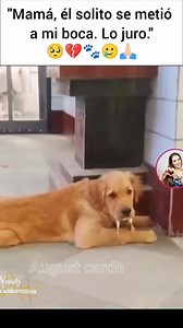 Conste que el pollo es quien se metió solo v: | August Style