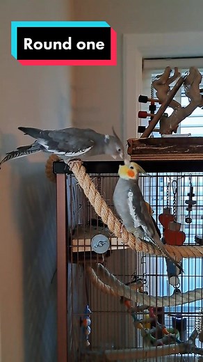 Every relationship has it's ups and downs 🤣 #cockatiels #cockatielsoftiktok #cockatiellife #cockatiel #cockatiellove #birdphotography #birdsoftiktok #cuteanimals #parrots #parrotsoftiktok #petsoftiktok #cutepets #cute #birdlife #birdtok #fight #fighting
