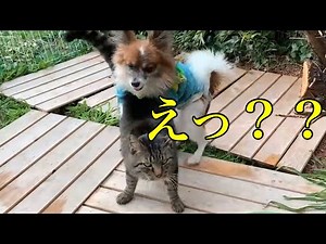 【保護犬】犬と猫の交尾 種族を超えた愛？パピヨンと猫のいけない遊び。