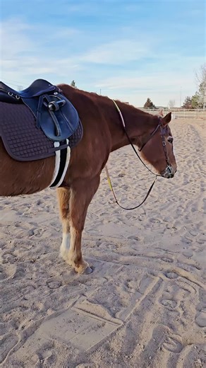 🎶💜🐴 #Equine #Co #horsetok #hearthorse #aqha