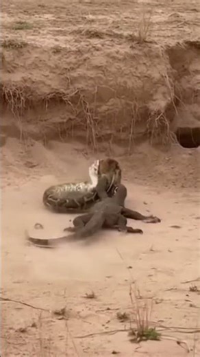Lizard vs Python Survial Wild Battle in nature