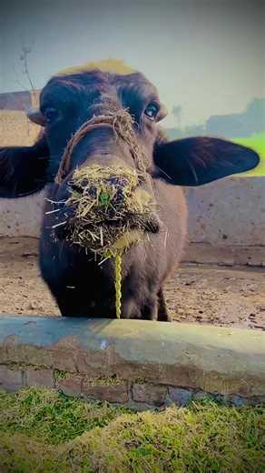 Shugal Mahnga: A Hilarious Take on Inflation