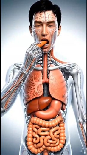 Ultra-Realistic Human Body Cross-Section: Watching a Carrot Travel Through the Digestive System!