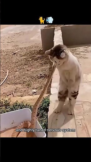 Cat Reflexes Are LIGHTNING Fast! 🐱⚡️