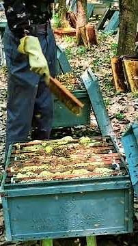 Beekeeping Hive Life 🐝 | Daily Care & Active Bee Colony #shorts
