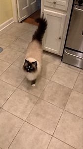 Very meow-y this morning for his breakfast 🥞 | Floppycats