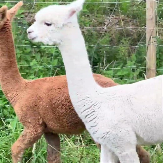 5 Mind-Blowing Alpaca Facts You Didn't Know!