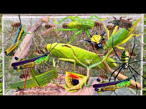 Amazing Wild Bug Catching: Giant Katydid, Harvestmen Spider, Grasshopper, Praying Mantis & More