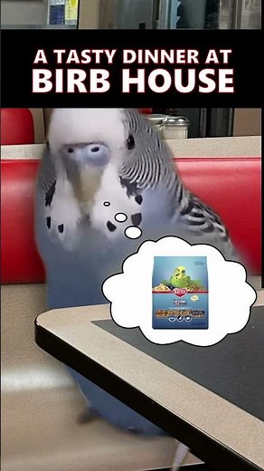 What Happens at Birb House Stays at Birb House #birds