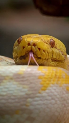 Wild is not for beginners #shorts #snake #wildlife #anaconda #python #eagle#crocodile #bird #canon