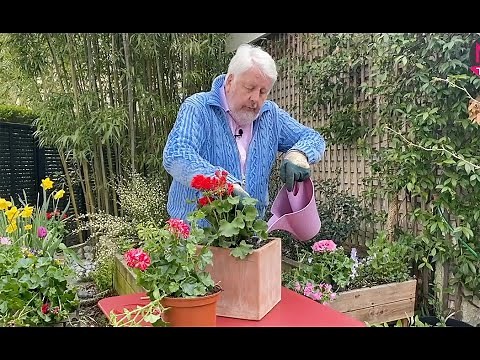 PÉLARGONIUMS OU FAUX GÉRANIUMS : ESPÈCES, PLANTATION, SOINS, Jardiner ça fait du bien émission N°40