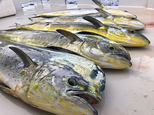 306K views · 3.5K reactions | Mahimahi are one of the top bucket list fish for anglers, and they can be targeted in New Zealand. Check this out from a few days ago and you'll see why Mahimahi are so popular.....and to make them even better they taste amazing! Lion Red Shimano Fishing New Zealand Matt Watson - The Fishing Guy #mahimahi #mahimahinz #dorado #dolphinfish #fishingnz #fishingnewzealand #kiwifishing | ITM Fishing | Facebook