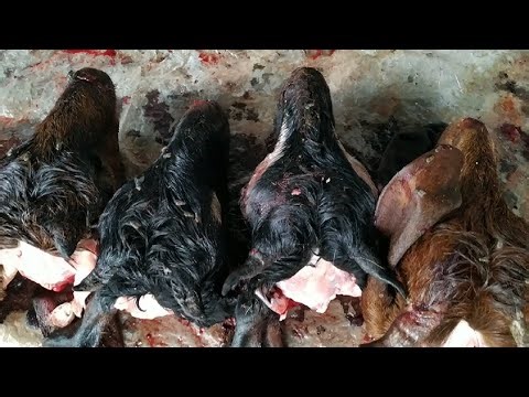 Goat Head Full Cutting & Cleaning || Traditional Old Butcher Skills You Must See!