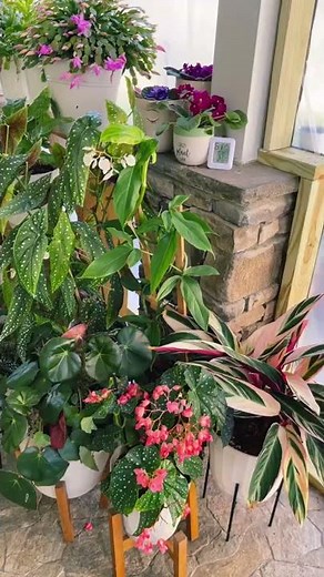 Christmas Cactus with Many Flowers