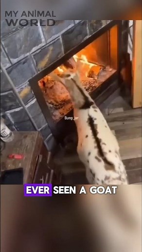 Why Do Goats Walk Into Fire? The Shocking Truth! 🔥🐐