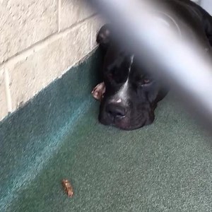 Update: 6/7/26 Breed reassigned to mastiff mix. King can be adopted in Dade county! 󾬎󾠁 watch King's video. King #A1788668 is about 3-years old, mastiff mix, he has been at the shelter since May 26, 2016. Losing hope waiting day and night, day after day, King didn't react to my calling or treats. He laid flat unresponsive. Took time to get him to stand up. And boy is he gorgeous and loving! This handsome boy deserves a chance. Please network King! Please click the ID tag 󾮜🏼 #A1788668 to see m