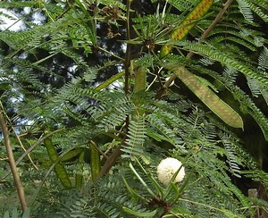 Leucaena - Alchetron, The Free Social Encyclopedia
