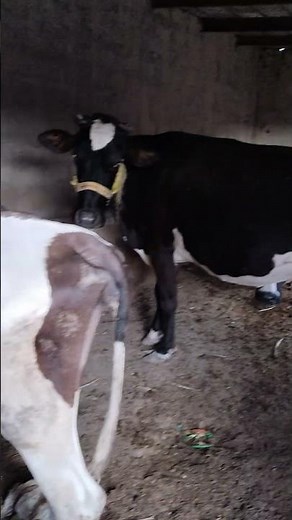 Beautiful Cow Mooing | Peaceful & Natural Cow Sounds 🐄🎶#Cow #CowSounds #Moo #BeautifulCow #FarmLife