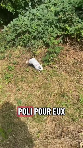 #animaux #chatnoir #chat #lapin