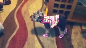 60K views · 958 reactions | Teacup Yorkie dog can't walk in new boots | YORKIES | Facebook
