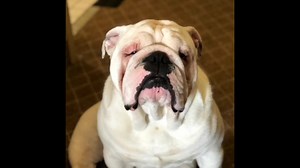 1.6K views · 448 reactions | Believe it or not, there is a trilogy of goose poop songs , and after looking and looking through old videos the mommy found the second one. Here it is from June of 2019, the king with Goose Poop Two! Oh Augie & Gigi… | Augie Doggy’s Place | Facebook