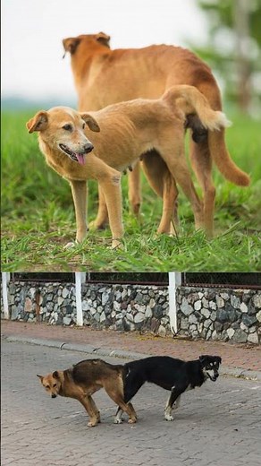 Pourquoi les chiens restent coincés après l'accouplement
