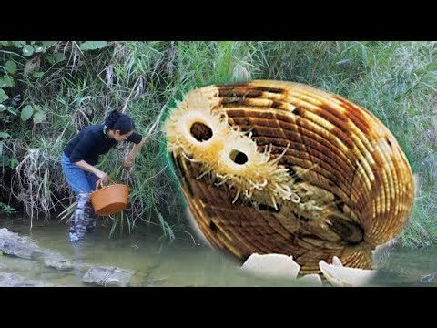 😲 Girl excavates rare century old clam shell and discovers precious pearl - Grandmother Green Pearl
