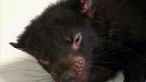Vet rushes to extremely sick baby Tasmanian Devils 💔 | Bondi Vet