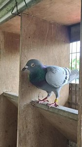 YUN SALAMAT MUMUNTING KAIBIGAN LIVE 4KYB WPFC SAN ISIDRO MASBATE | LOFT NI BAIT