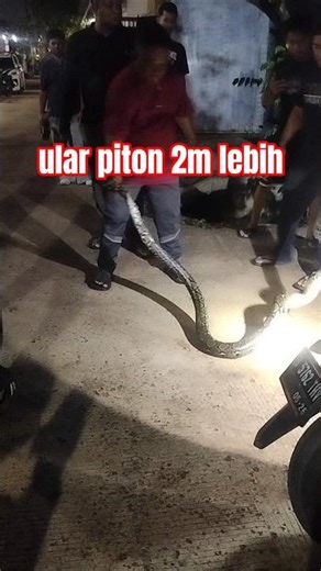 The commotion surrounding the capture of a python over 2m long #snake #python #short