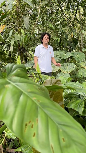 A small glimpse into our Amazon Basin reserve ✨ This is a secondary forest where we are reintroducing native trees, orchids, and araceae and watching nature slowly recover. 🌿 #Ecuagenera #AmazonBasin #ForestRestoration #ConservationInAction | Ecuagenera Araceae