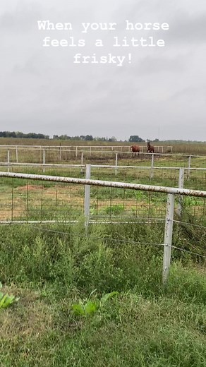 Some days Lexi doesn’t want to go right in the barn. She was feeling frisky today. #frisky #frolicking | Rhonda Glanzer