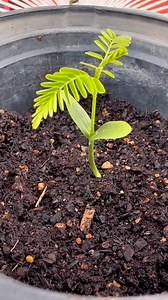 Here is the latest update on my Jacaranda Tree! Five have sprouted and have been planted in a larger pot! So far so good 🤞#jacarandatree #Update | Salty Cocina