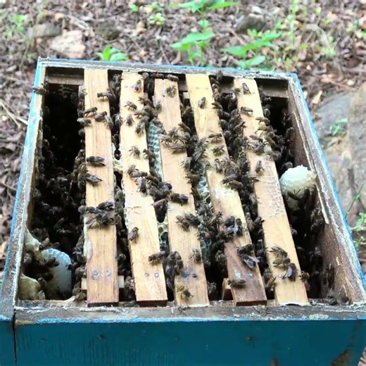 Just full of buzz!! Herland's honey #honeybees #beekeeping #beefarm #honeycomb #beekeeper