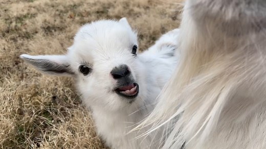 99K views · 8.2K reactions | Baby Goat is persistent with nibbling on Moms Goatee | Goat Life | Facebook