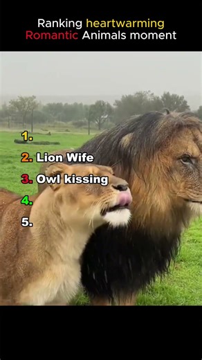 Ranking Romantic Animals Moment #cat #cute #romantic