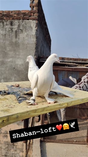 Shaban Ansari on Instagram: "BREEDING PAIRS ❤️🤗🕊️ #shabanloft #shabanbirdsvlog strange pokemon breeding pairs, weird pokemon breeding pairs, weird breeding pairs in pokemon, top 10 wtf breeding pairs in pokemon, breeding pair, breeding dairy goats, breeding, breeding parrot, fighter fish breeding pair, parrot breeding, breeding pair parrot shorts, bird breeding box, palworld breeding, parakeet breeding, betta breeding, parakeet bird breeding, conure breeding, kitsun breeding, budgie breeding, 