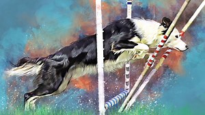 Jumping for Agility 2021