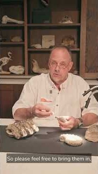 Bring a Possible Fossil for Identification on National Fossil Day