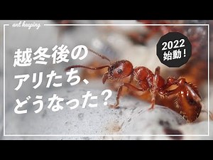 【アリ飼育】2022年新シーズン到来！我が家のアリたちは冬を越してどうなった？【12種類を一挙観察！】
