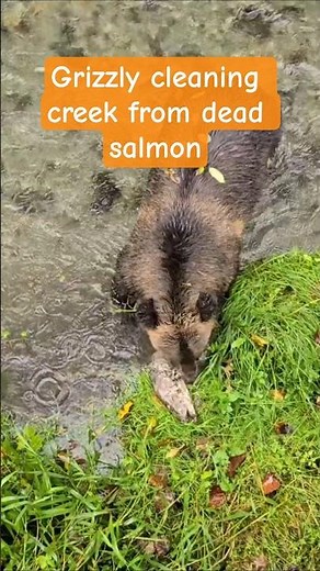 Alaska: Brown Bear Eats Salmon | Alaskan Wildlife
