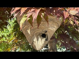 Massive hornet nest up close, swarmed by angry hornets attacked by wasp
