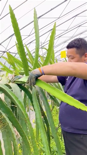 Twisting Dragon Fruit Branches For Better Yields #farmingtech