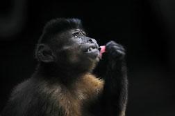 How much does it cost to buy a monkey?