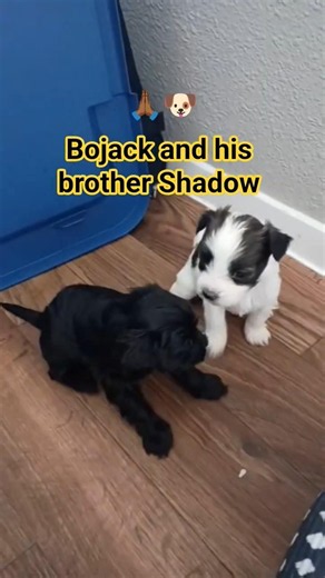 Bojack is 5 weeks old show him some love #bojack